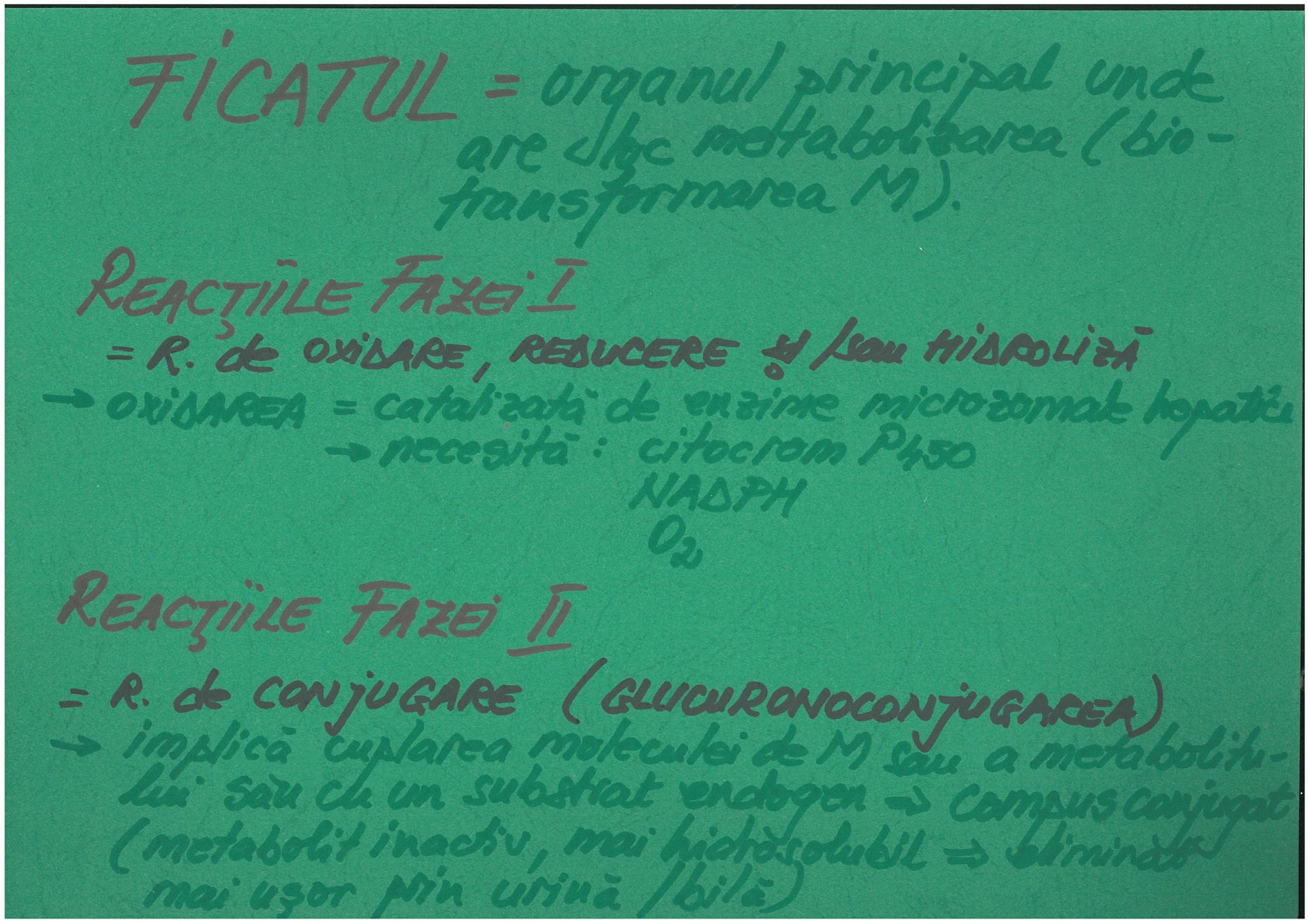 Ficatul + reactiile fazelor I si II